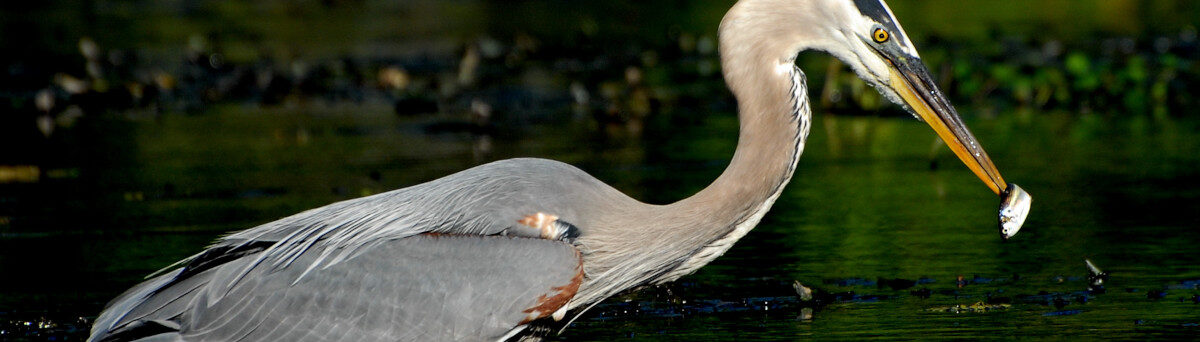 Wekiva Wild and Scenic River Comprehensive River Management Plan